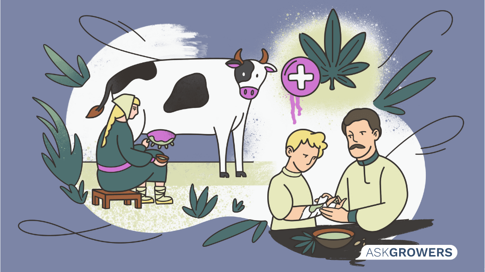 cannabis in ukraine image_6